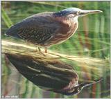 Green Heron #4