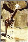 giraffe