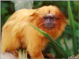 Golden Lion Tamarin