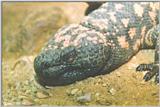 Gila Monster (Heloderma suspectum)