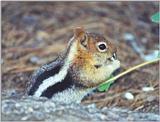 golden mantle ground squirrel 86k jpg