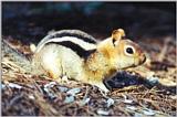 golden mantle ground squirrel 77k jpg
