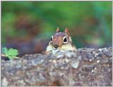 golden mantle ground squirrel 24k jpg