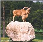 Goat on a Rock