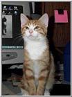 Re: Very cute cat !