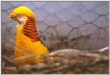 Yellow Golden Pheasant