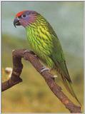 Lory: Goldie's Lorikeet