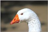 Domestic Geese