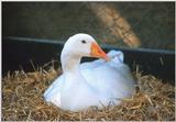 Domestic Geese