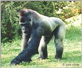 Gorilla