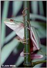 Green Treefrog #1- Hyla cinerea