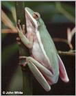 Green Treefrog #2- Hyla cinerea