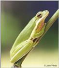 Green Treefrog #2 (Hyla cinerea)