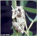 Gray Treefrog - Hyla versicolor