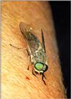 RE:REQ: Need Pictures of flies(repost)