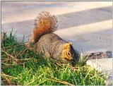 Grey Squirrel 46kjpg