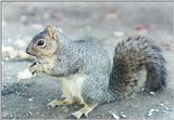 Grey Squirrel 141kb jpg