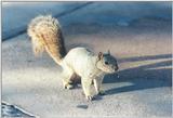 Grey Squirrel