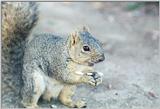Grey Squirrel 50k jpg