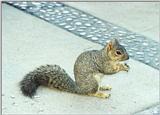 Grey Squirrel 71k jpg