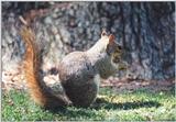 Grey Squirrel 84k jpg