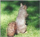 Grey Squirrel