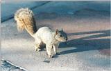 Grey Squirrel