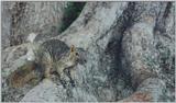 Old Grey Squirrel