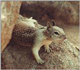 Calif Ground Squirrel 125k