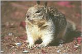 California Ground Squirrel 99kb jpg