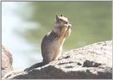 California Ground Squirrel 32 kb jpg