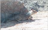 California Ground Squirrel