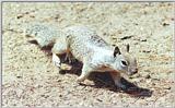 Ground Squirrel 53k jpg