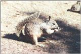 California Ground Squirrel