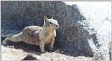 California Ground Squirrel 59kb jpg