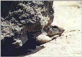 Ground Squirrel 46k jpg