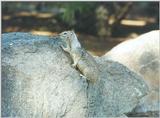 Calif Ground Squirrel 119k