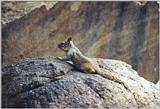 Calif. Ground Squirrel 74.4k jpg