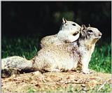 Calif. Ground Squirrel