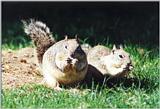 California Ground Squirrel 85k jpg