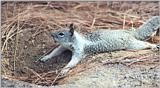 California Ground Squirrel 125k jpg