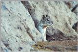 California Ground Squirrel 52k jpg