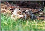 California Ground Squirrel 47k jpg