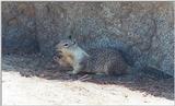 California Ground Squirrel