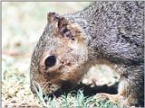 ground squirrel 120k jpg