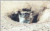 California Ground Squirrel