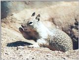 California Ground Squirrel