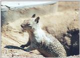 California Ground Squirrel