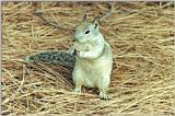 Ground Squirrel 84k