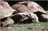 Galapagos Giant Tortoise (Chelonoidis elephantopus)